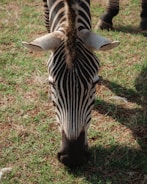 A zebra is grazing on green grass, with its black and white striped head prominently visible in the foreground. The background shows more grass and part of another zebra.