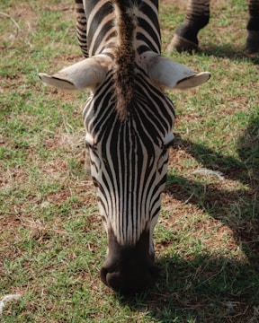 A zebra is grazing on green grass, with its black and white striped head prominently visible in the foreground. The background shows more grass and part of another zebra.