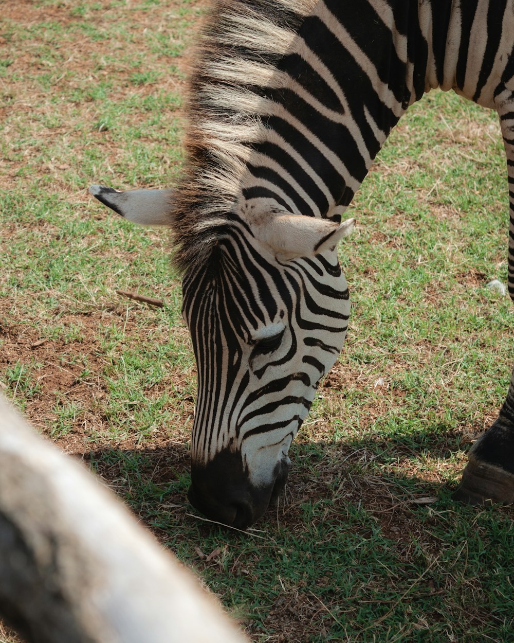 a zebra grazing on grass in a field