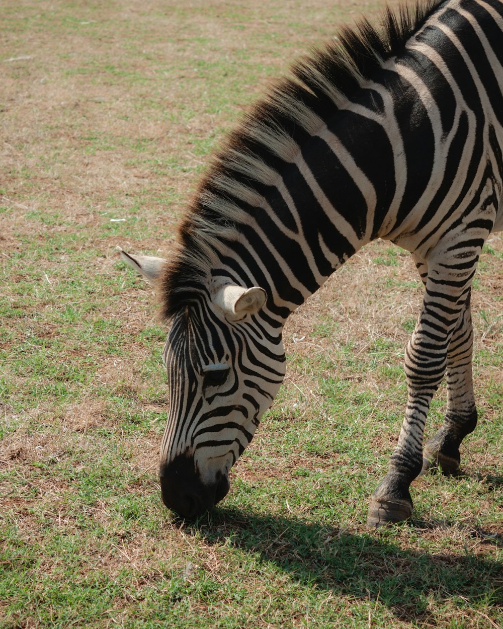 a zebra grazing on grass in a field