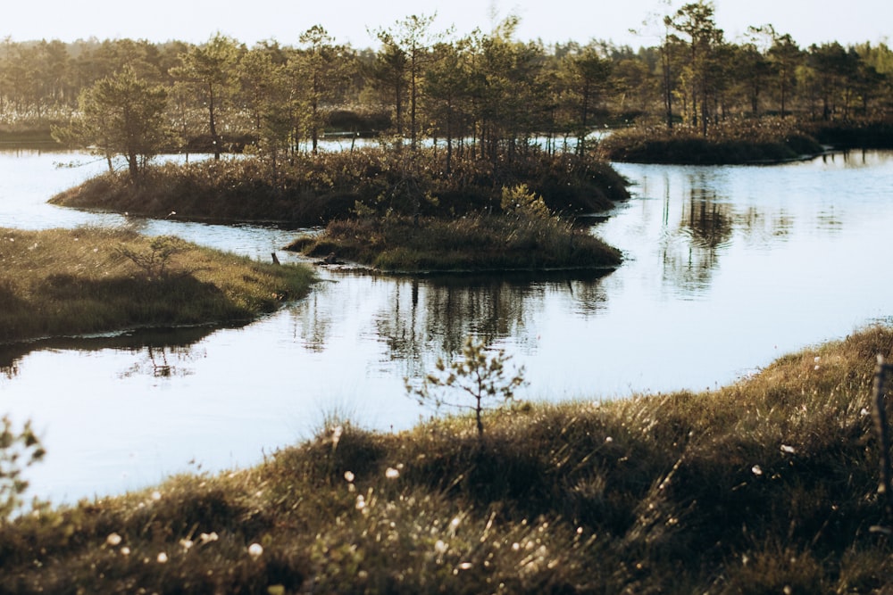 a body of water surrounded by grass and trees