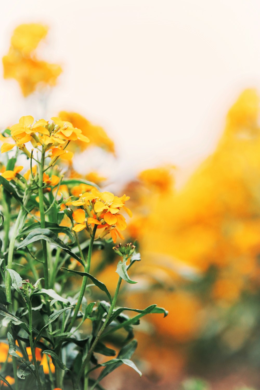 a bunch of yellow flowers in a field