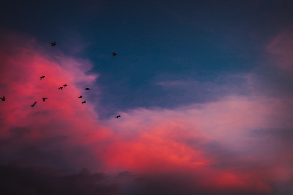 a flock of birds flying through a cloudy sky