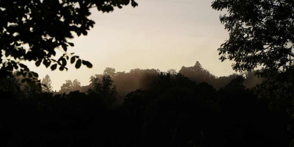 the silhouette of trees against a foggy sky