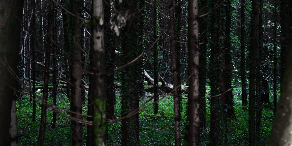 a forest filled with lots of tall trees