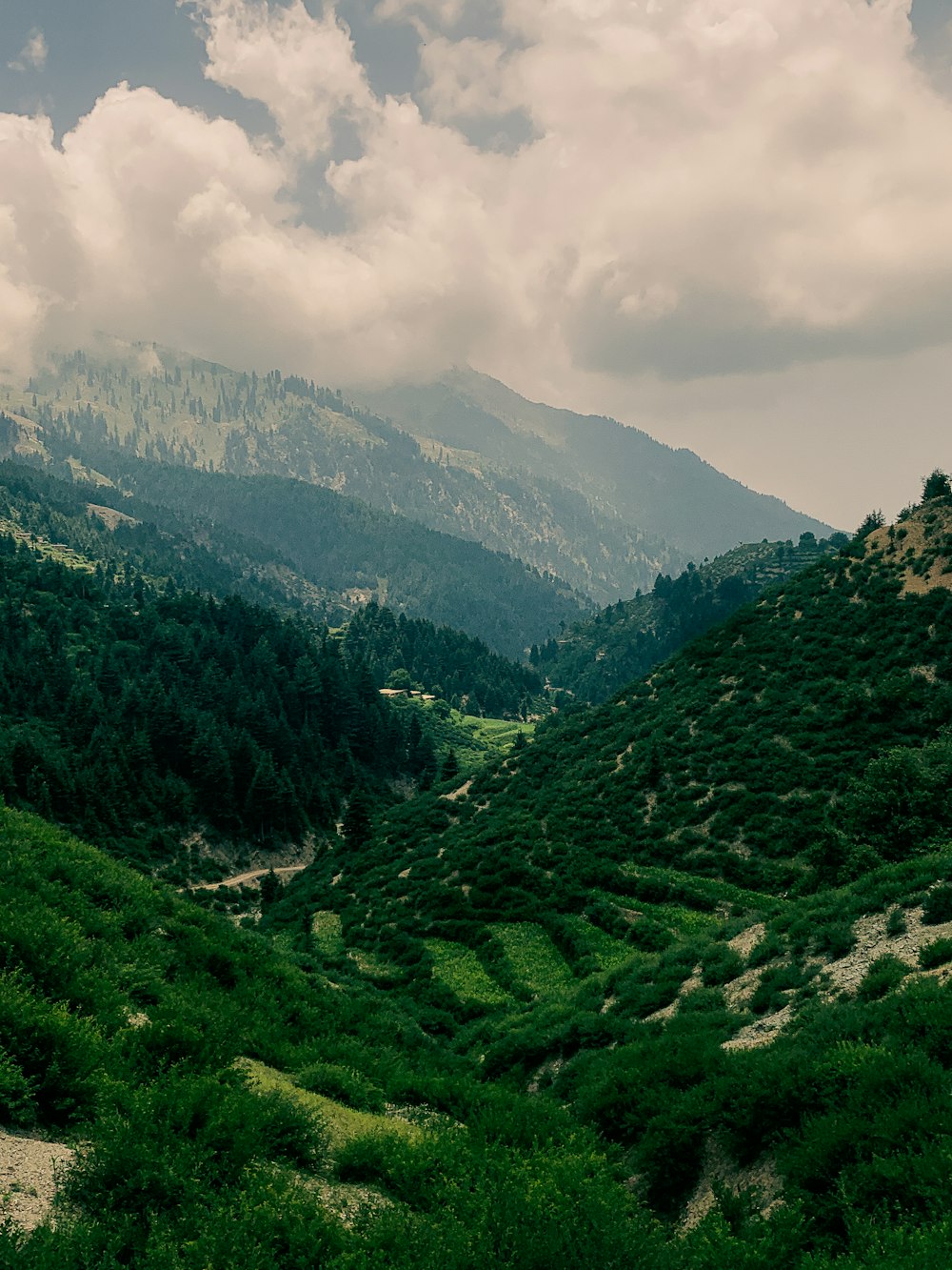 a lush green valley with a mountain in the background