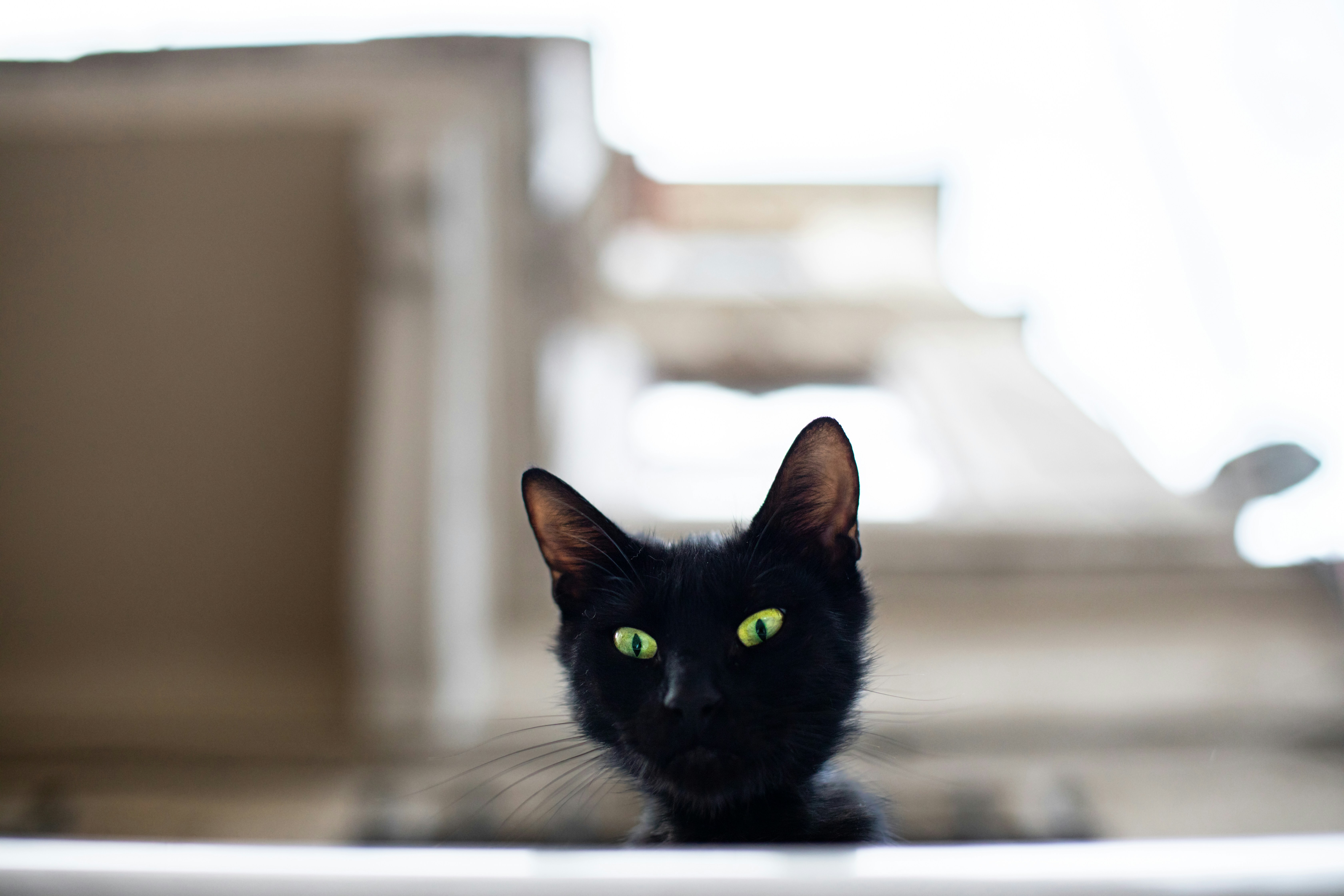 a close up of a black cat with green eyes