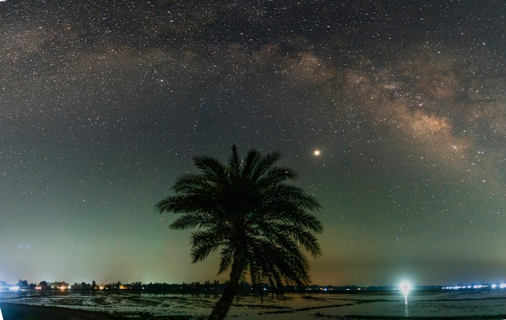 a palm tree in front of a night sky filled with stars