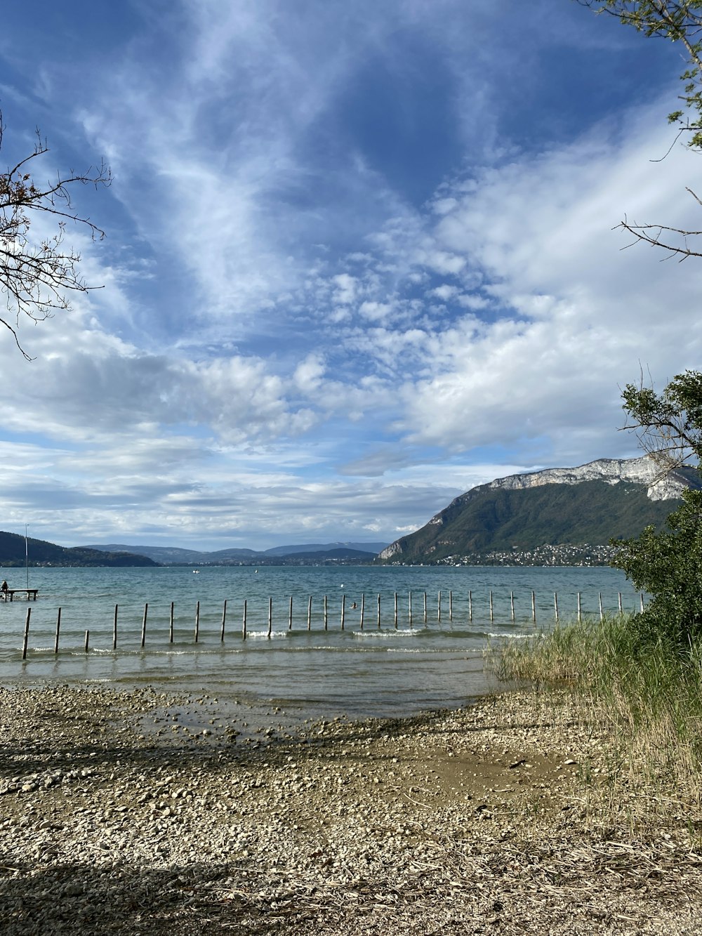 a body of water sitting next to a lush green forest