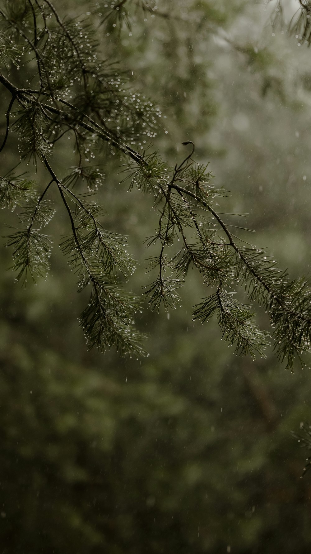 a bird perched on a tree branch in the rain