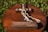 A wooden cross lies on a round, wooden tabletop surrounded by green leaves. The cross features thick brown rope intertwined around it with black fasteners. The base of the cross is inscribed with the phrase 'A cord of three strands is not easily broken. ECCLESIASTES 4:9-12.' The sunlight creates a warm and serene atmosphere.