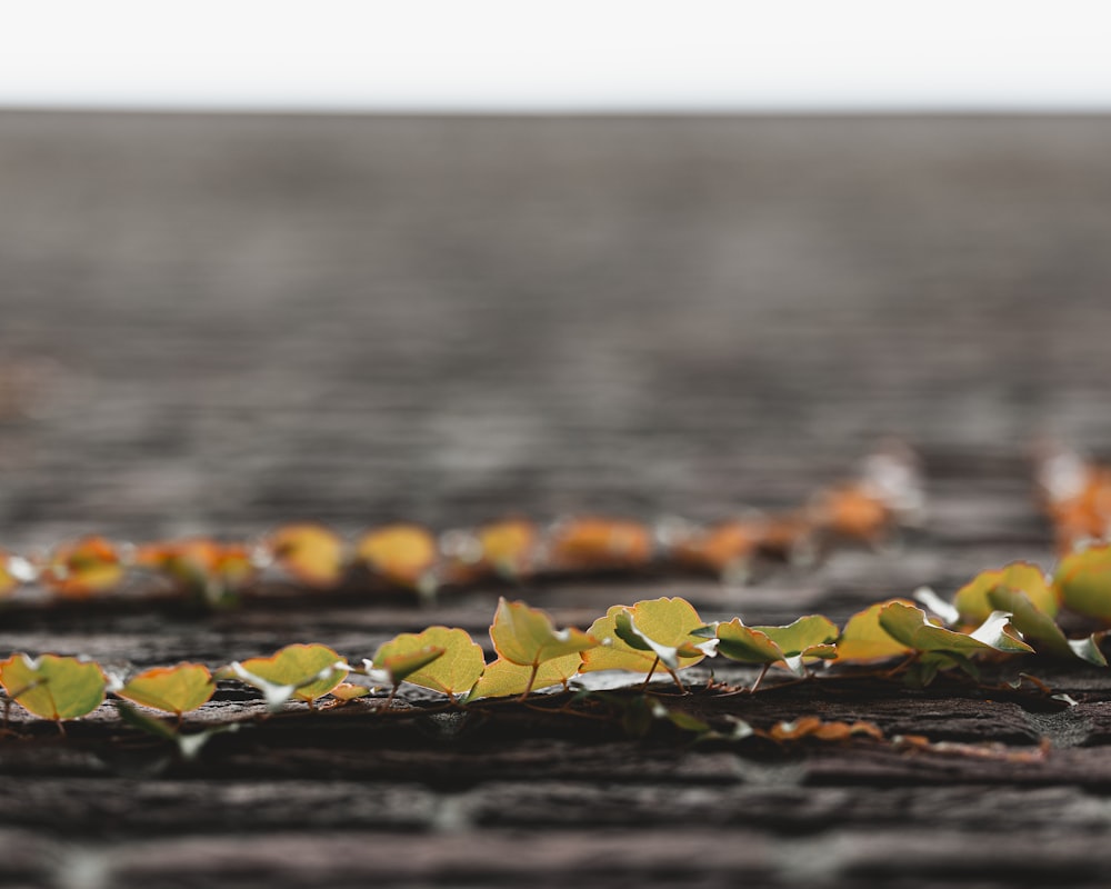 a close up of a bunch of leaves on the ground