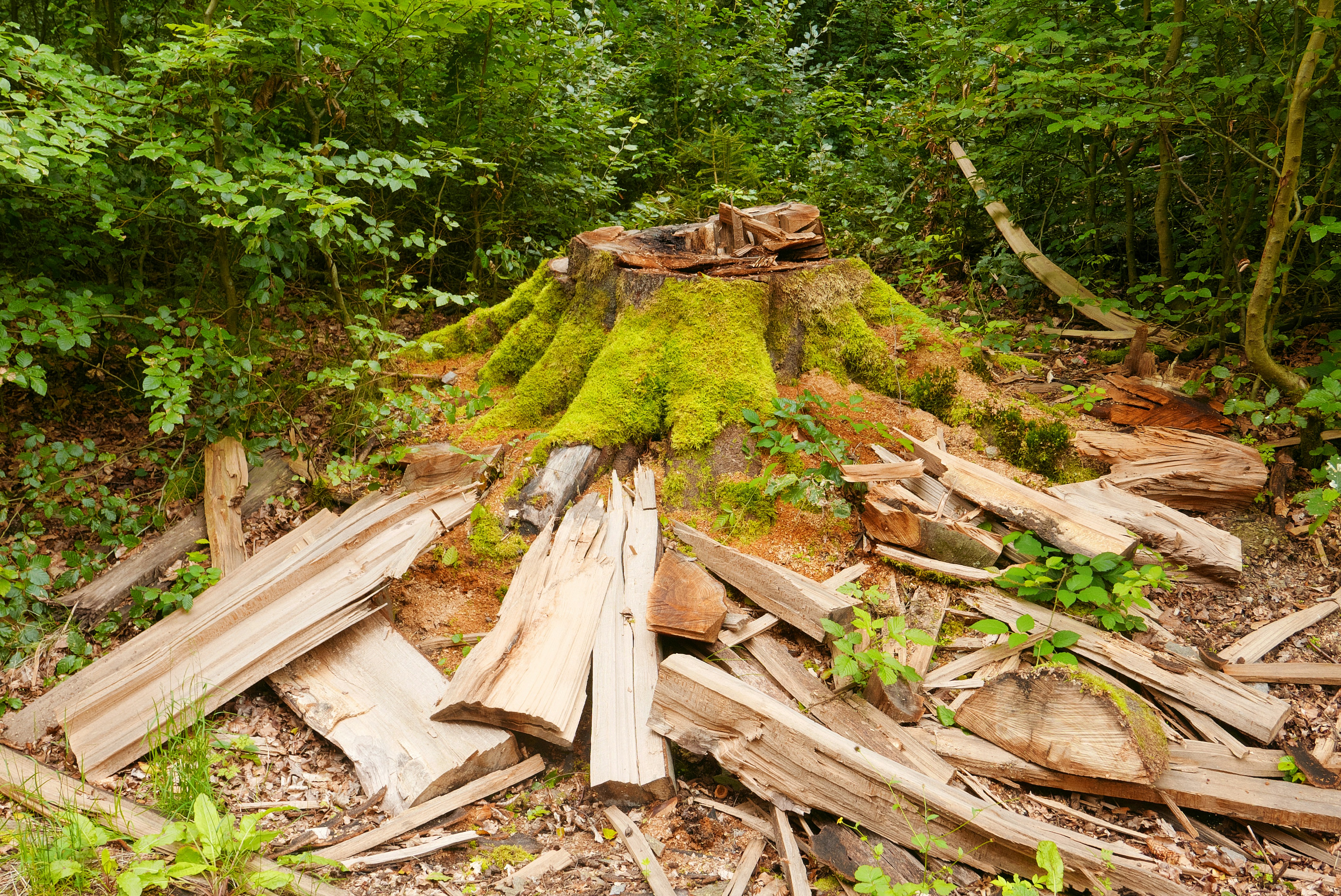 a pile of wood sitting in the middle of a forest