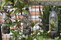 Three vertically-cut plastic bottles are hanging on a metal grid, acting as planters for various green plants. The background includes some greenery and a tiled wall with a geometric pattern on top.