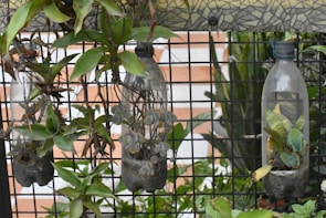 Three vertically-cut plastic bottles are hanging on a metal grid, acting as planters for various green plants. The background includes some greenery and a tiled wall with a geometric pattern on top.
