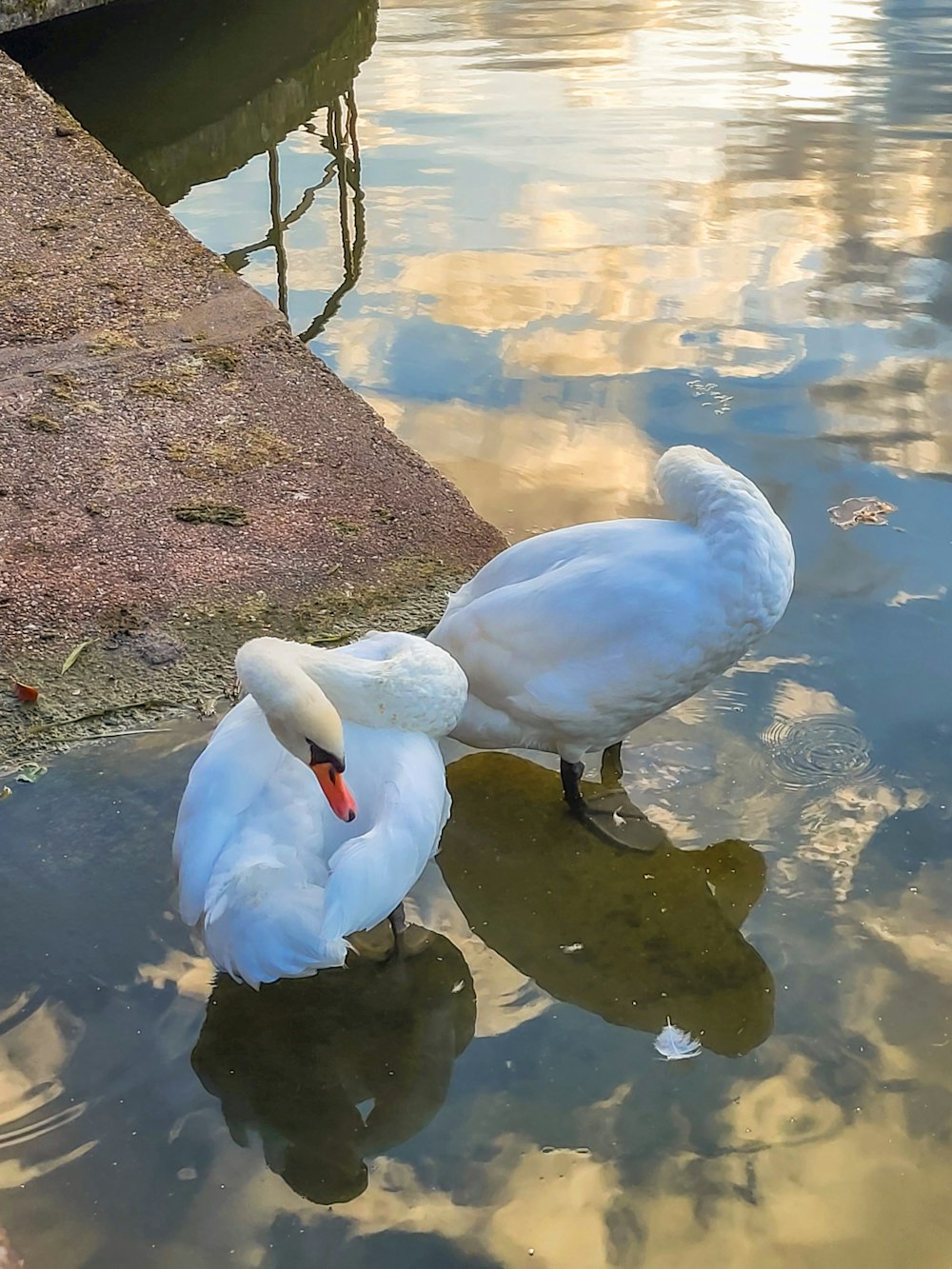 a couple of white birds standing on top of a body of water