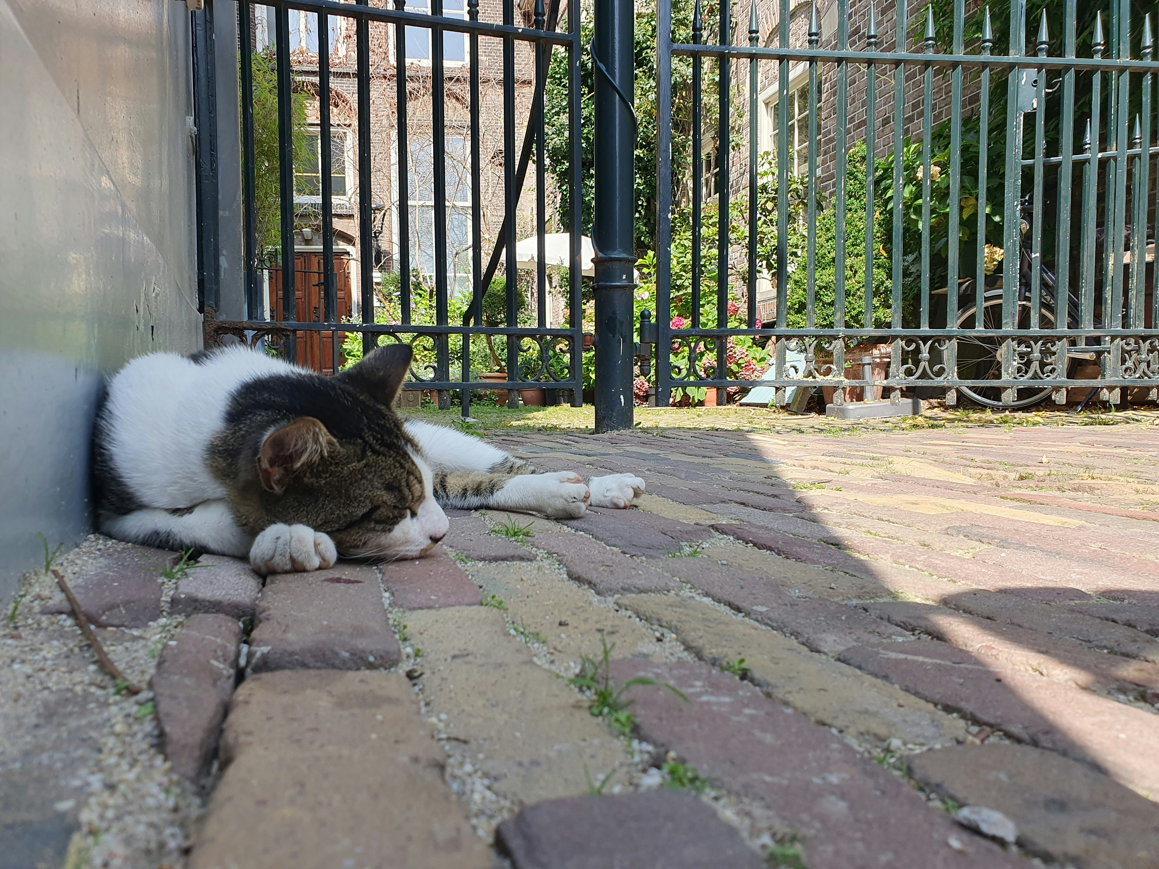 A cat laying on the ground next to a gate photo – Free Cat Image on ...