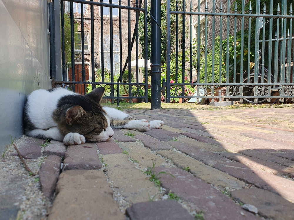 a cat laying on the ground next to a gate