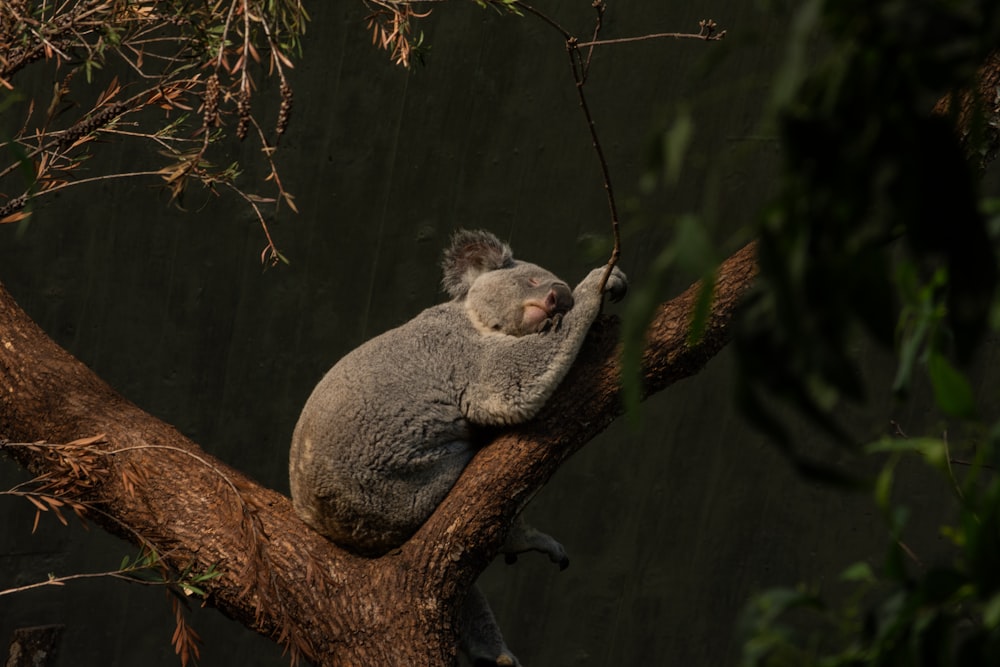 나뭇가지 위에서 자고 있는 코알라