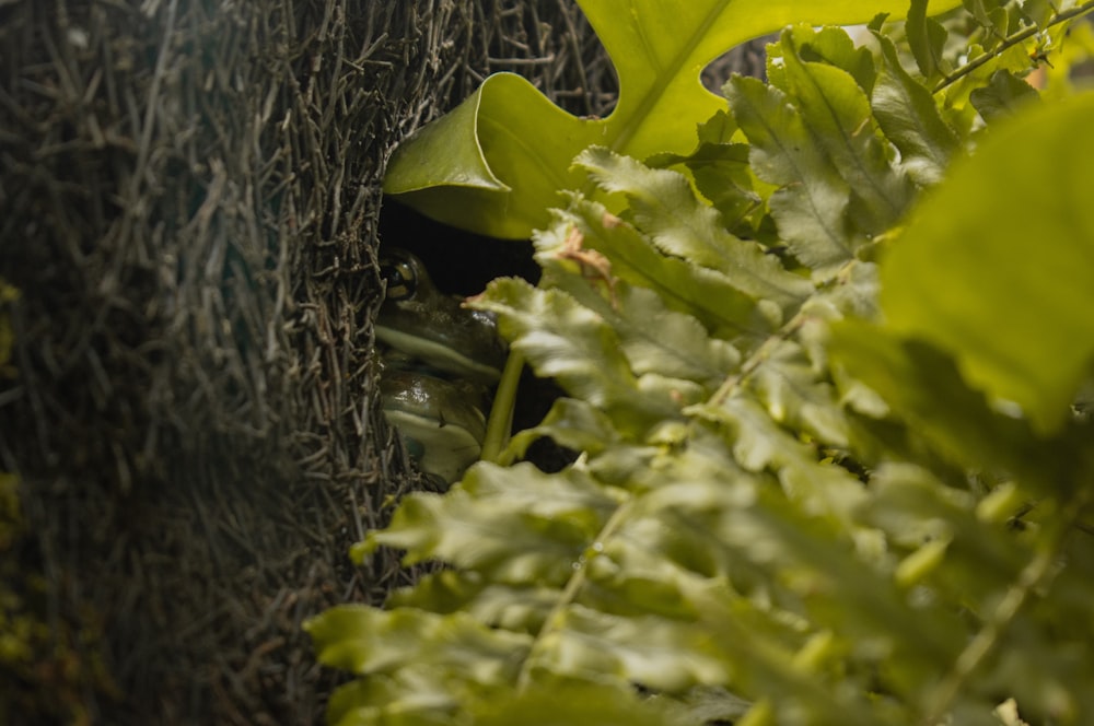 a close up of a plant with green leaves