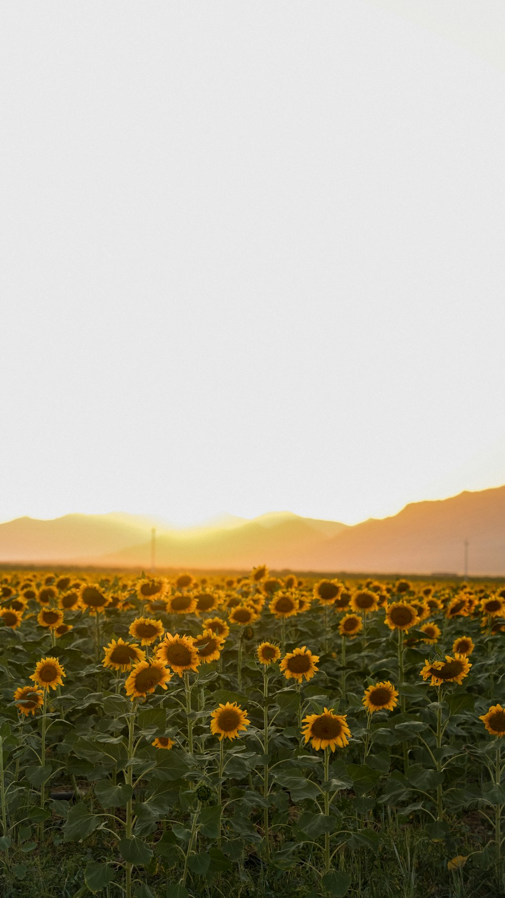 a large field of sunflowers with the sun setting in the background