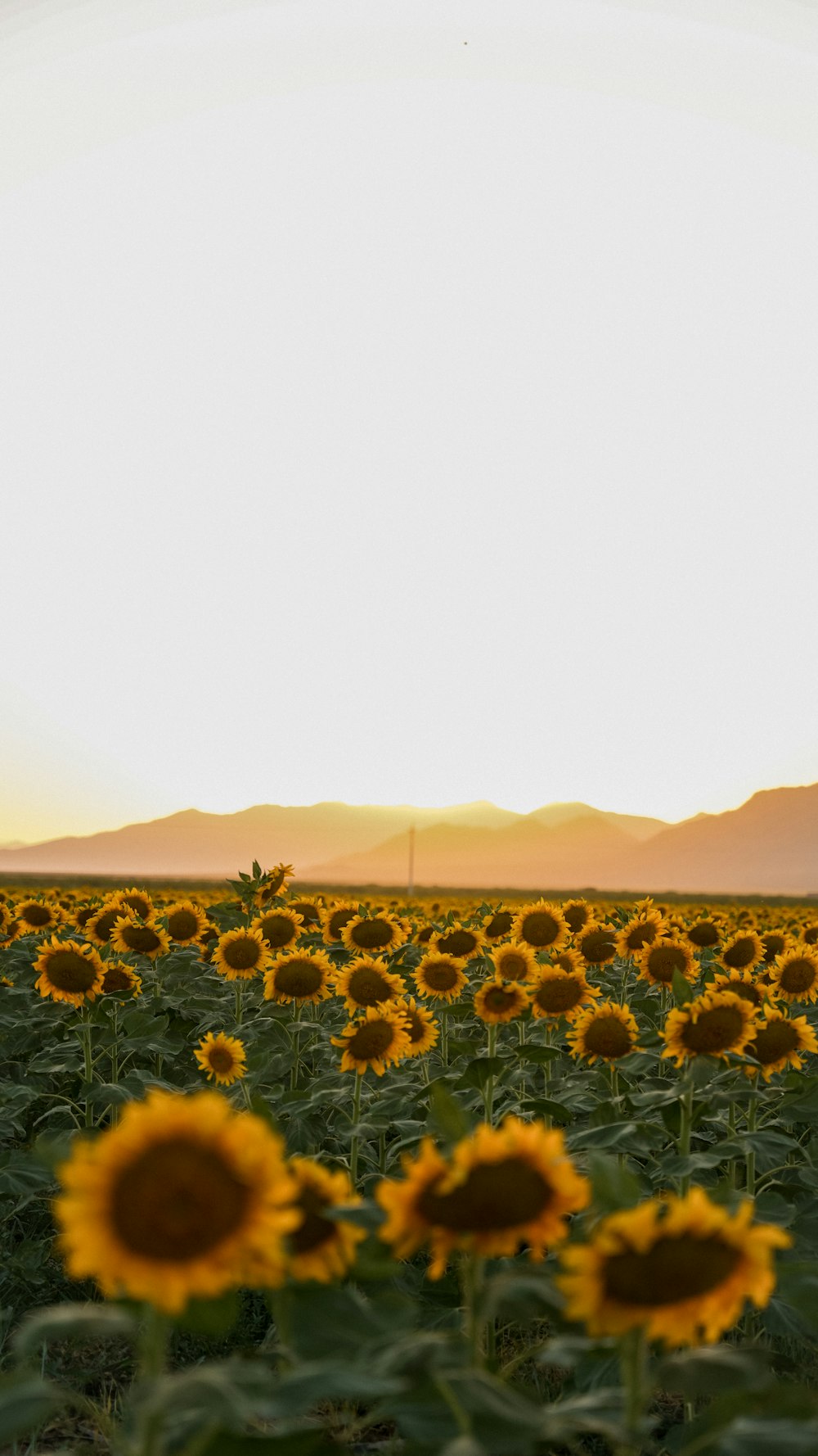 a large field of sunflowers with mountains in the background