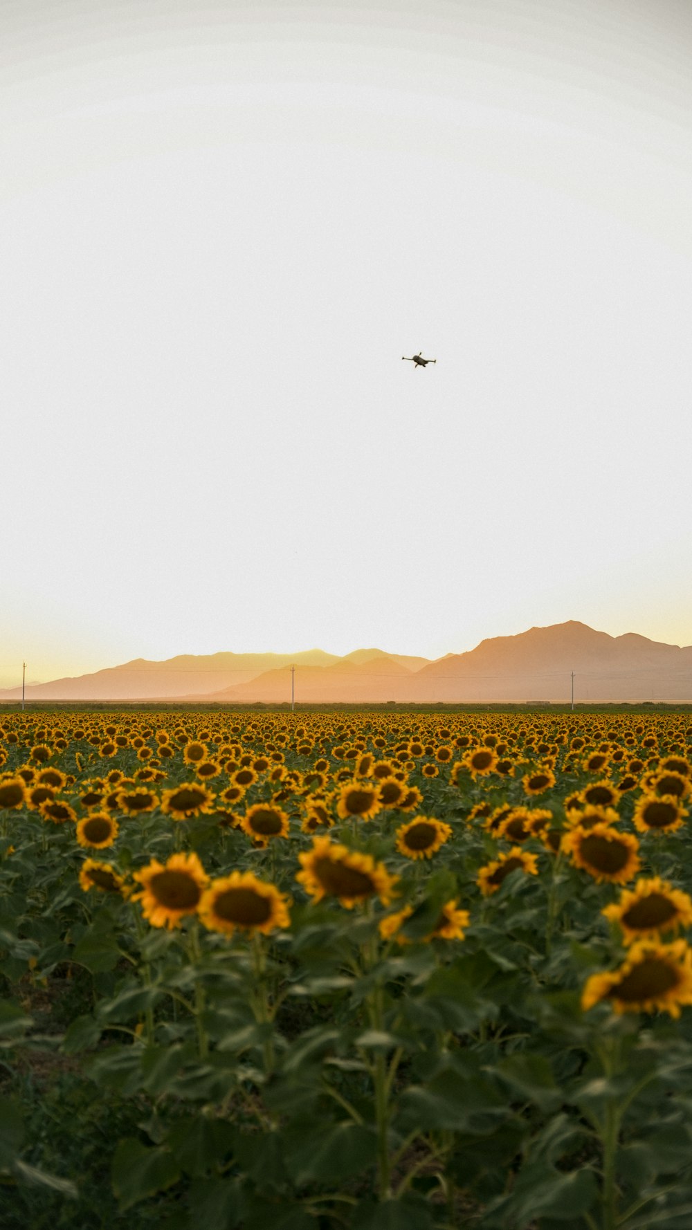 a field of sunflowers with a plane in the distance