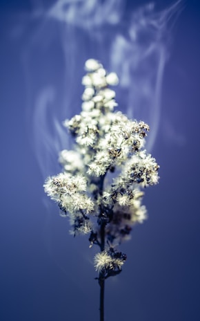 A plant emitting clearing smoke-like visuals to depict expectorant qualities, set against a clean, earthy background.
