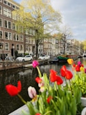 A serene canal in Amsterdam lined with blooming tulips and quaint houses.