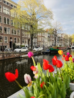 A serene canal in Amsterdam lined with blooming tulips and quaint houses.