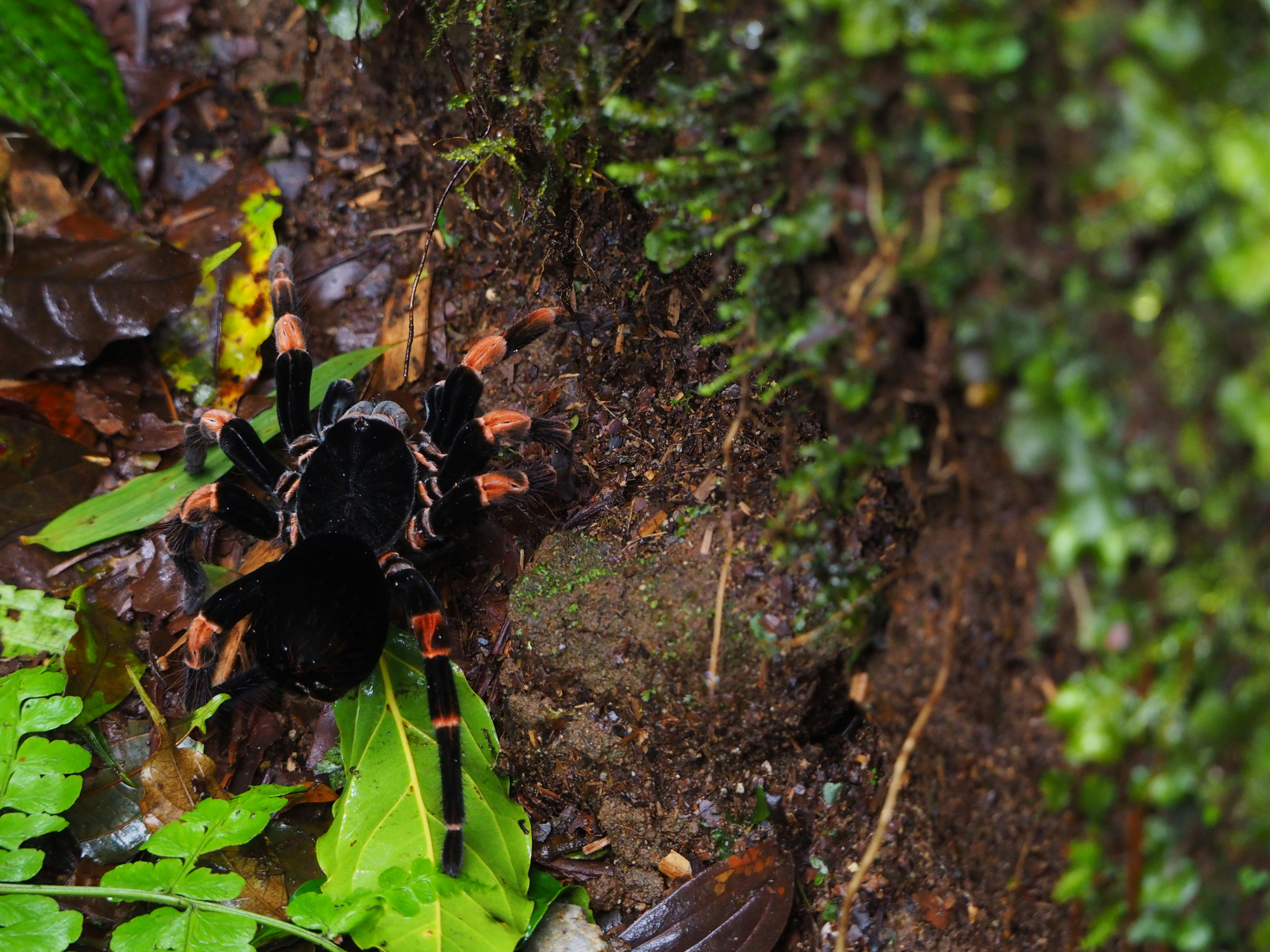 Aranha-marrom identifica pontos fracos de presa para matá-la e devorá-la., image size:3000x2250