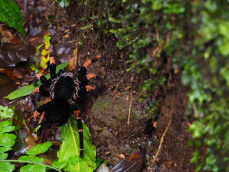 A serene terrarium setup featuring lush greenery and a vibrant tarantula perched on a branch.