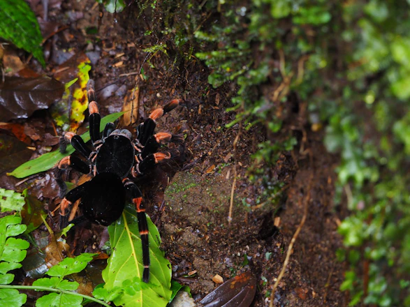 A serene terrarium setup featuring lush greenery and a vibrant tarantula perched on a branch.