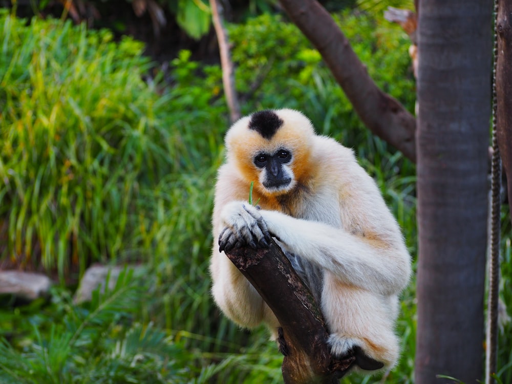 a white and yellow monkey sitting on a tree branch