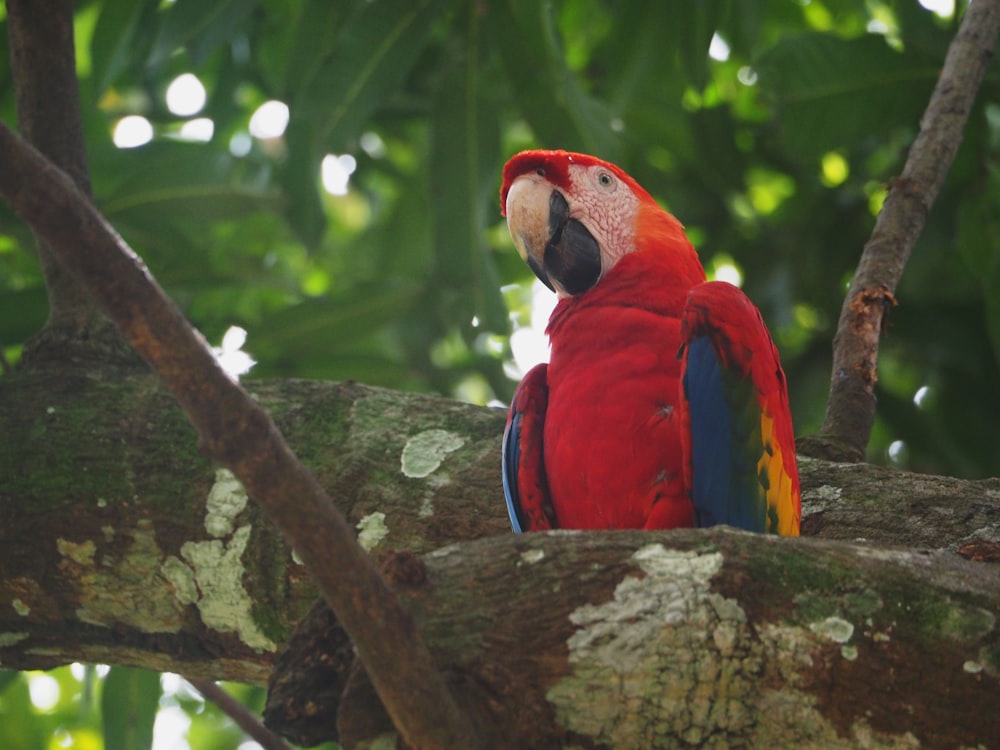 a colorful parrot perched on a tree branch