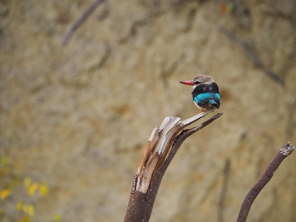 a small bird sitting on top of a tree branch