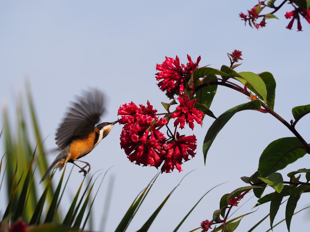 a bird flying over a bunch of red flowers