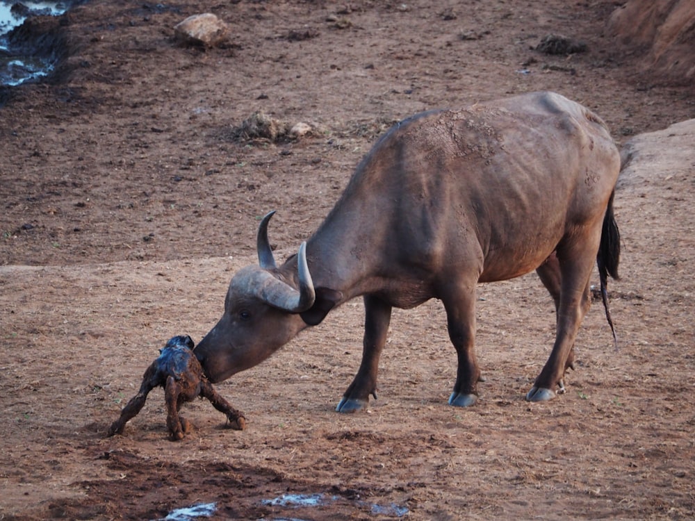 a large bull and a smaller bull in a dirt field