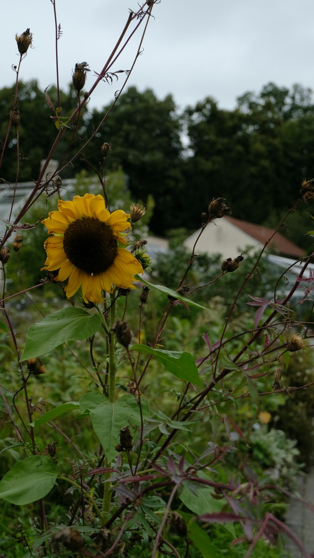 a large sunflower in a field of grass