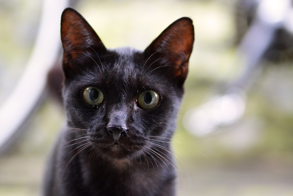 a close up of a black cat looking at the camera