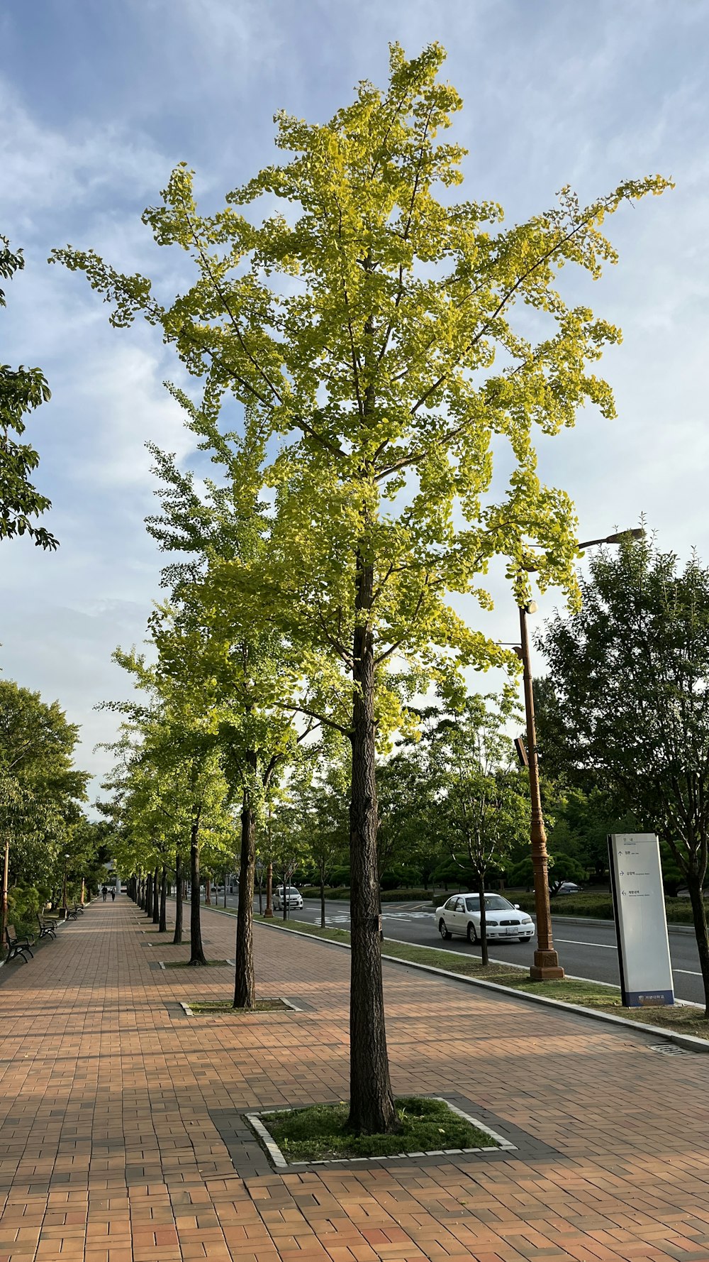 a tree lined sidewalk in a city park