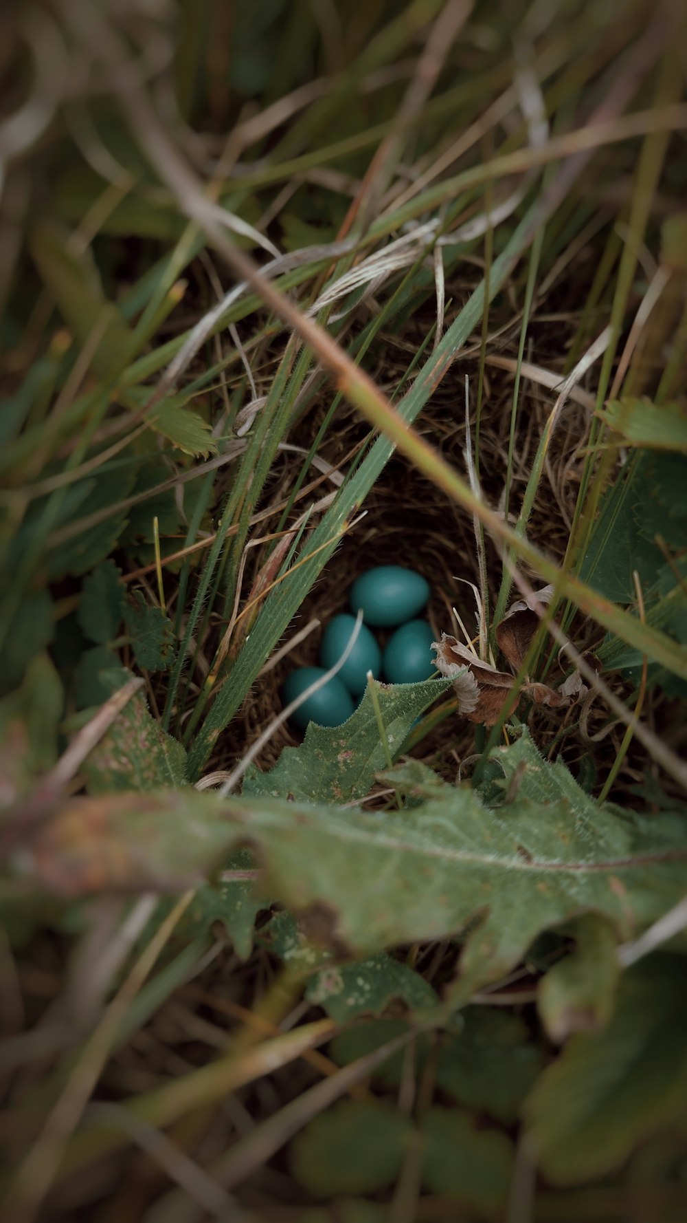 a couple of blue eggs sitting in the grass