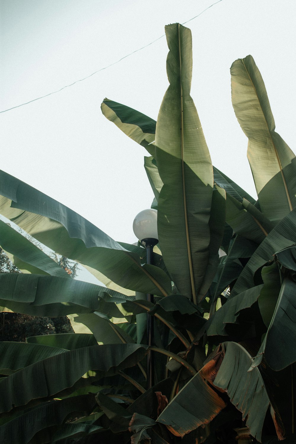 a banana tree with lots of green leaves