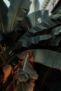 Large green banana leaves overlap each other, displaying a rich texture and varying shades of green. The edges of some leaves are tinged with brown, indicating age or dryness. In the background, part of a building with a window and architectural details is visible, adding a contrast of man-made structure against the natural elements.