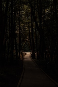 a path in the middle of a dark forest