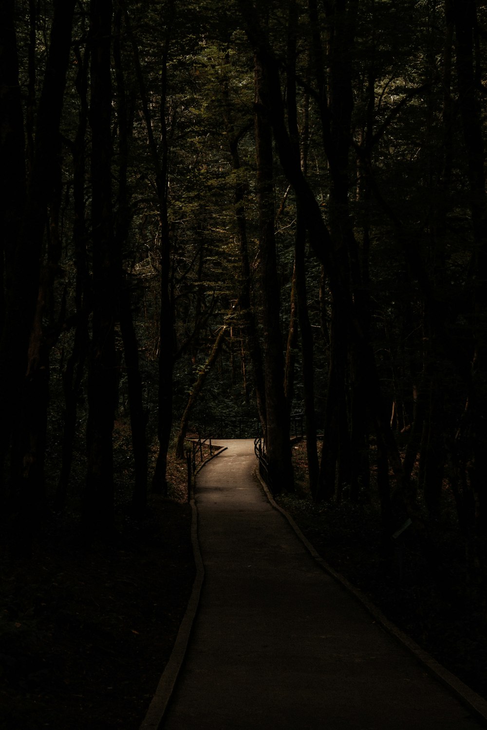a path in the middle of a dark forest