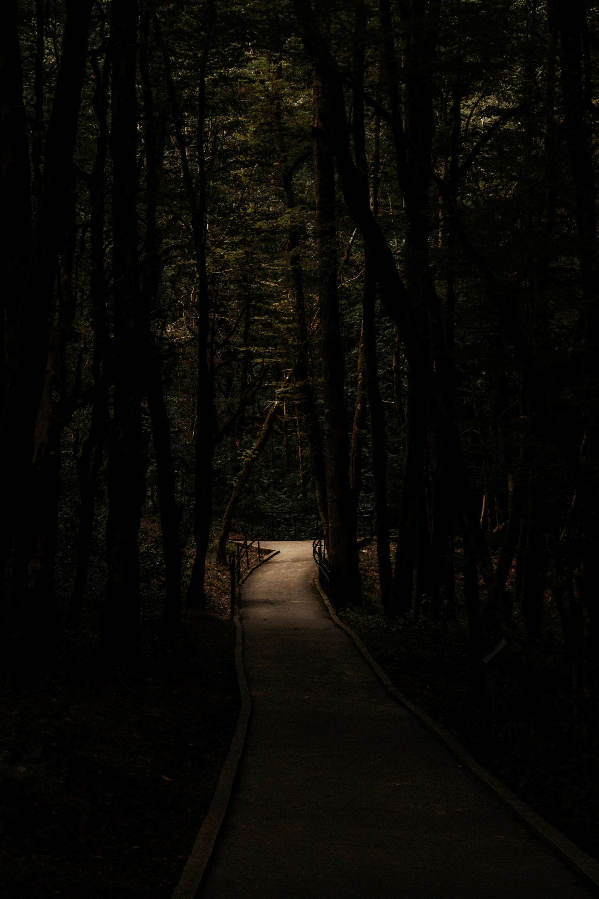 A narrow pathway winds through a dense forest with tall, dark trees lining either side. The path is dimly lit, creating a mysterious and slightly eerie atmosphere.