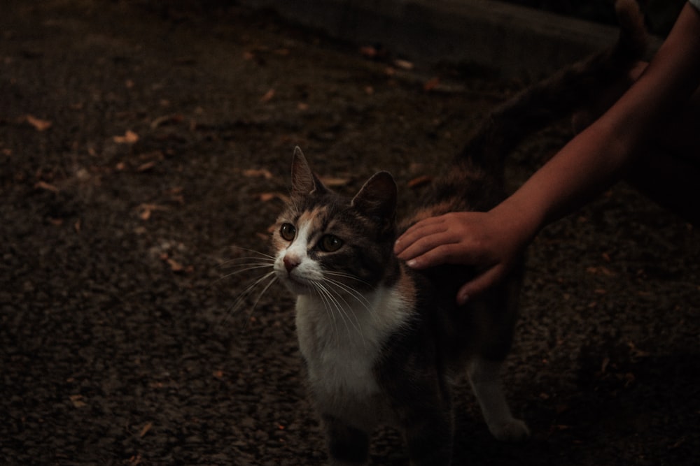 a cat is being petted by a person