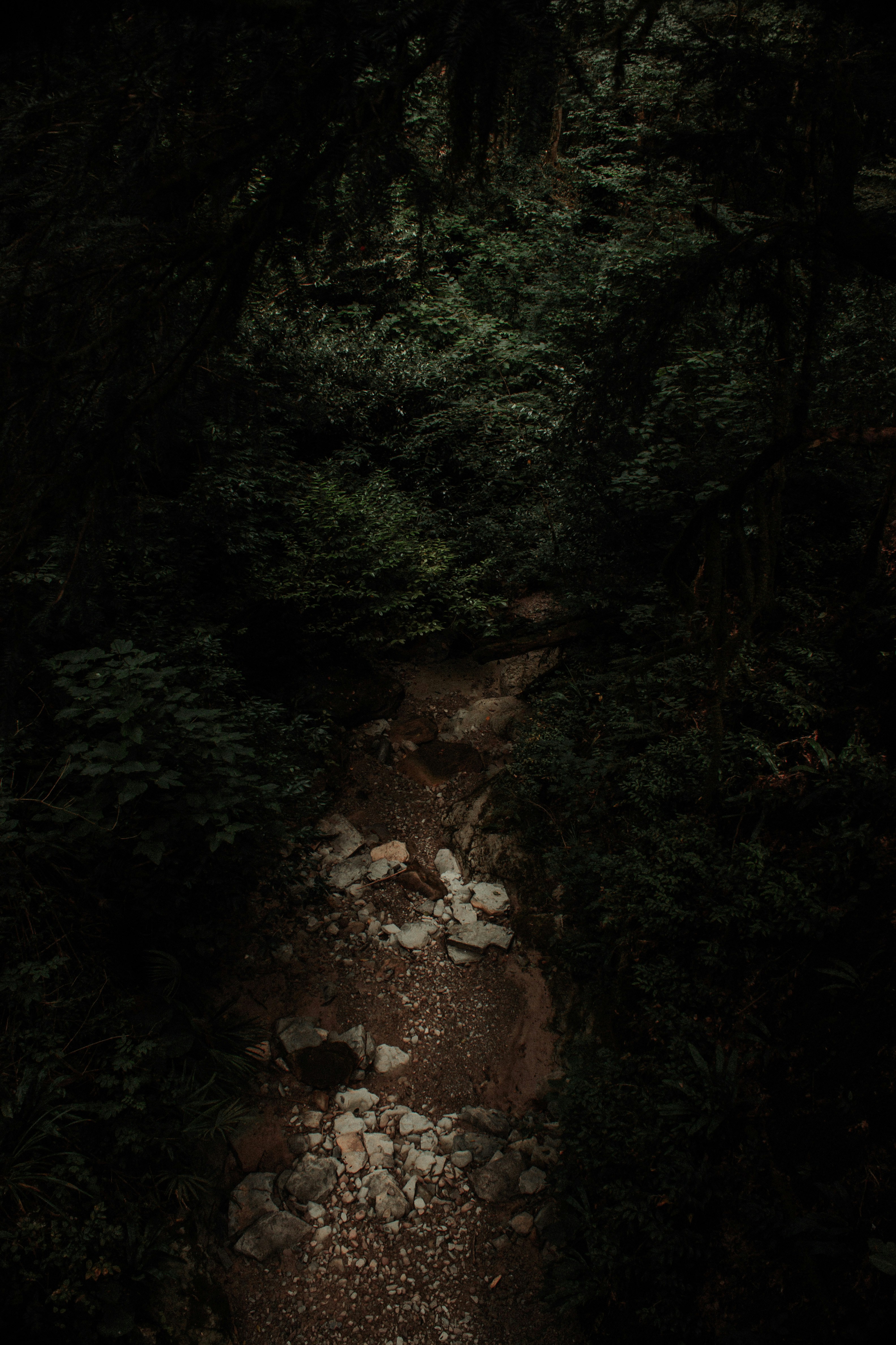 summer forest wallpaper, wallpaper, Best National Parks for Summer Camping 6