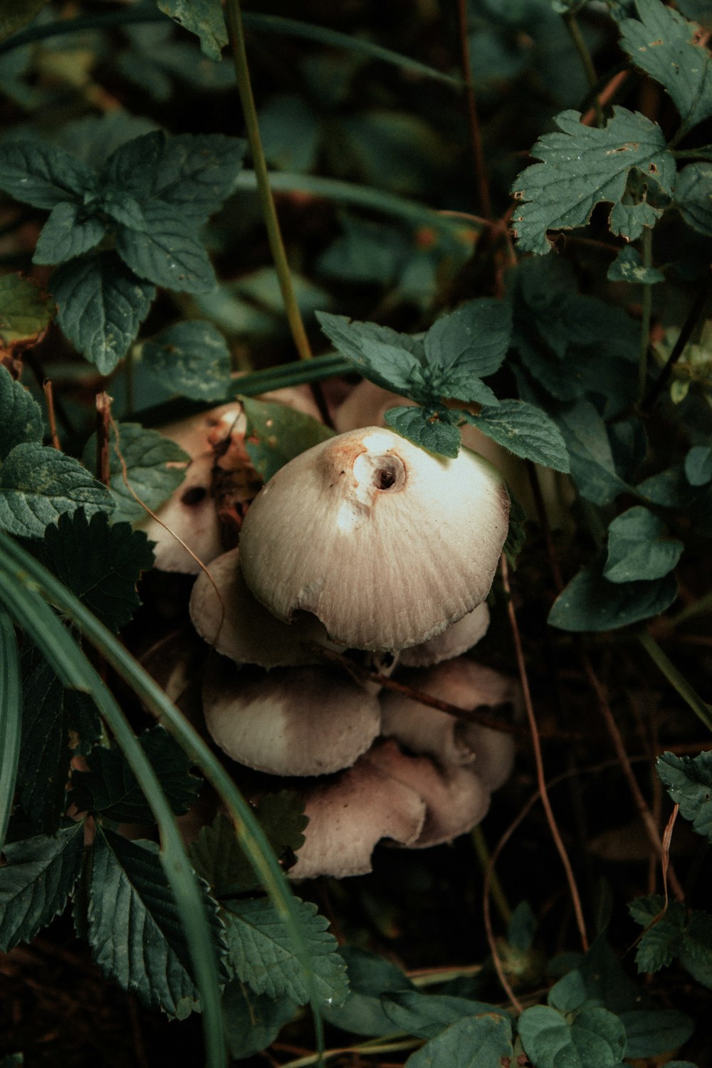 a group of mushrooms sitting on top of a lush green forest